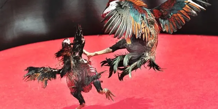 Bí Kíp Chinh Phục Sảnh Đá Gà Sabong Tại B9Casino Đỉnh Cao 2025 1 Bí Kíp Chinh Phục Sảnh Đá Gà Sabong Tại B9Casino Đỉnh Cao 2025