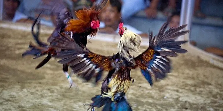 Bí Kíp Chinh Phục Sảnh Đá Gà Sabong Tại B9Casino Đỉnh Cao 2025 2 Bí Kíp Chinh Phục Sảnh Đá Gà Sabong Tại B9Casino Đỉnh Cao 2025