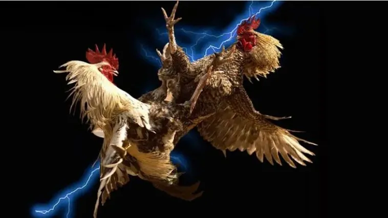 Khám Phá Sảnh Đá Gà B9Casino Đỉnh Cao Với Tỷ Lệ Cược Hấp Dẫn